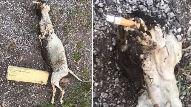 Katt bränd till döds – hade cigarettfimp i munnen