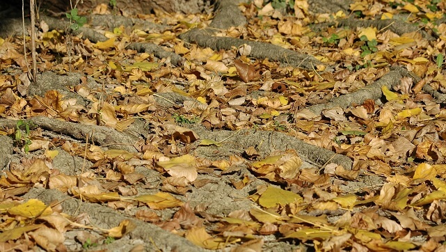 Socialdemokratiskt förslag om ’höstfest’ och hoppa i lövhögar möter på motstånd: ”Trams”