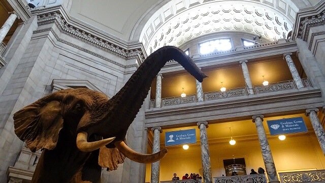 För många hanar i museers djursamlingar problematiskt enligt ny studie