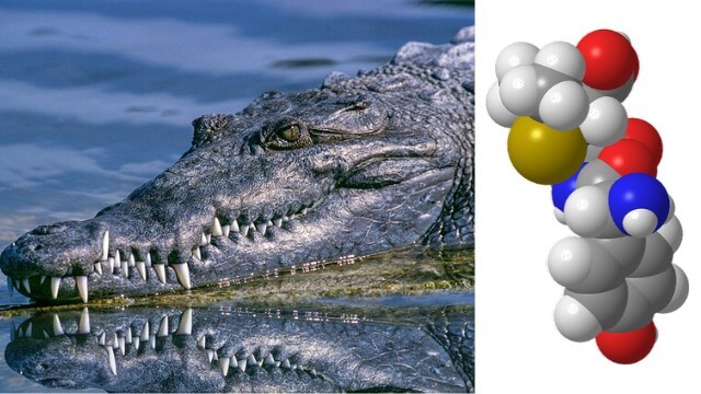 Antibiotikaresistensen ökar – nu forskas på alligatorer för nya antibiotikum