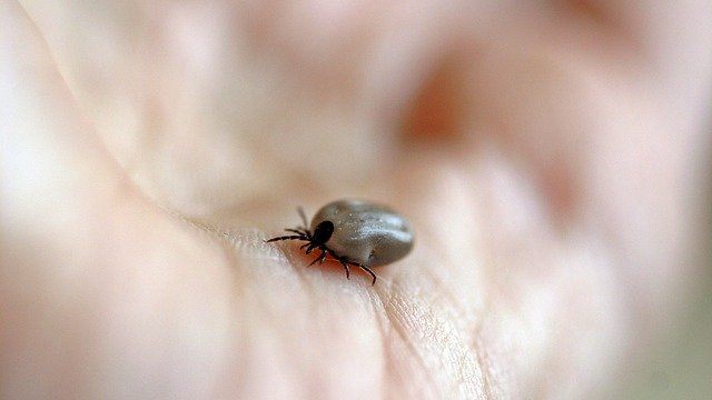 Dödlig fästingburen parasit från Skandinavien upptäckt i Storbritannien