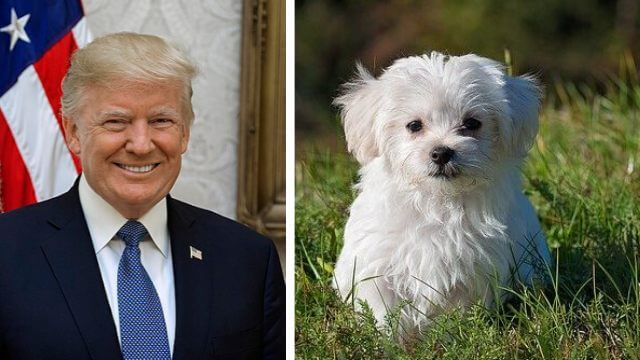 Donald Trump gör djurplågeri olagligt i hela USA