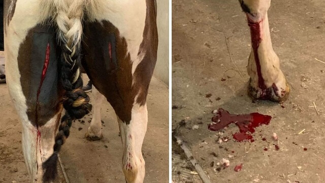 Häst i Skåne torterades blodig över hela kroppen med knivföremål