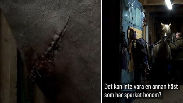 Häst misstänkt knivskuren i halsen – SVT undrar om inte hästen blivit sparkad