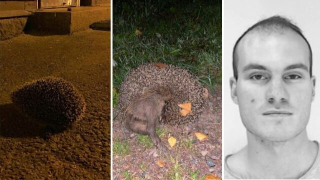Patlis ville ha roligt – dödade brutalt igelkottar