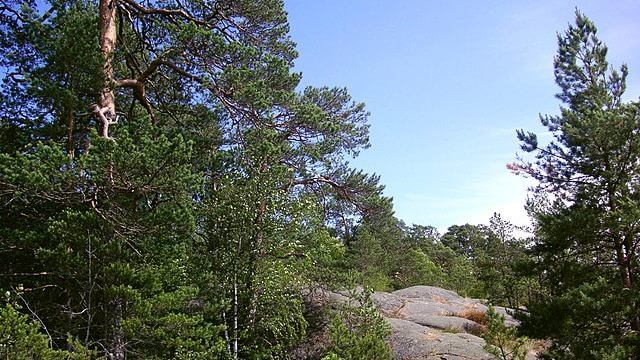 Kroppsdelar tillhörande människa upphittade i skogen utanför Laholm