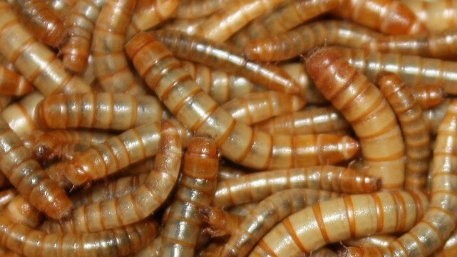 Insekter produceras på industriell skala för att bli mat i Dalarna