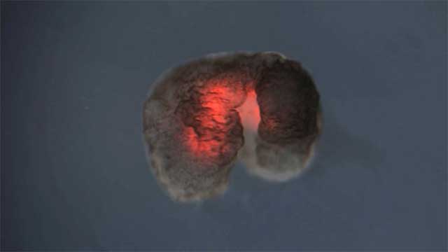 Levande robot skapad av celler från grodor