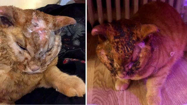 Katten Bibbi fick huvudet sönderbränt