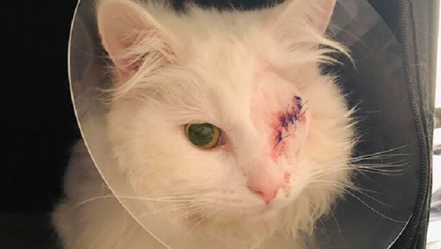 Katt sköts i ögat: ”Övertygad om att det var med avsikt att döda”