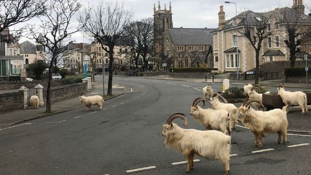 VIDEO: Getter tar över by under coronakarantän