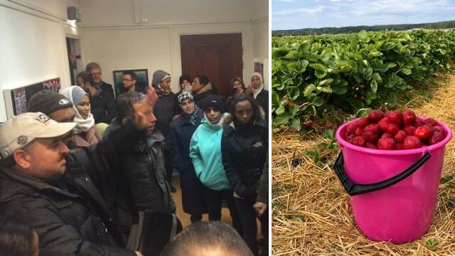 Kommun föreslår att bidragstagare blir bärplockare