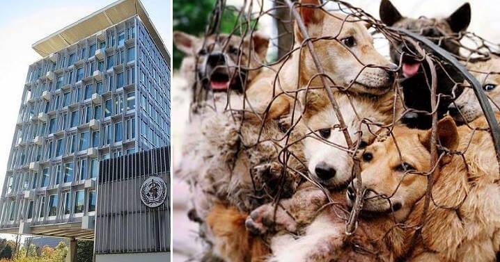 WHO godkänner att Kinas djurmarknader öppnas igen