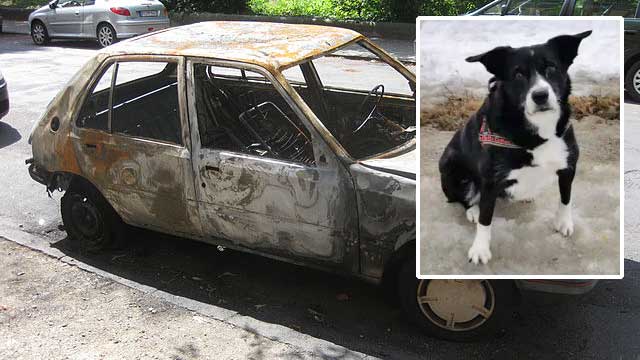 Amandas hund dog i anlagd bilbrand: ”Blir förbannad och förstår inte varför”