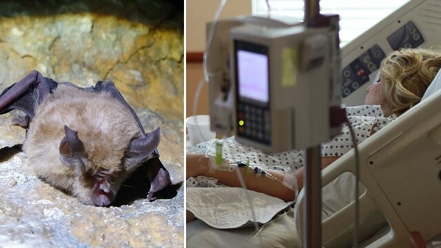 UPPGIFTER: Viruset kom från kinesiskt labb