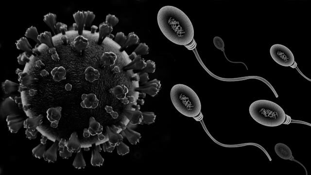 Corona hittat i sperma – viruset kan vara sexuellt överförbart