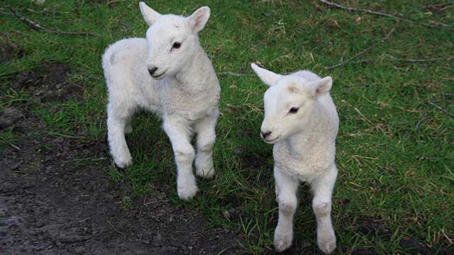 Ungdomsgäng utsatte lamm för besinningslöst våld med tillhyggen – flera djur måste avlivas