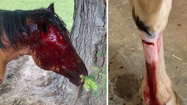 Fyra hästar svårt knivskurna: ”Fick senorna avskurna”