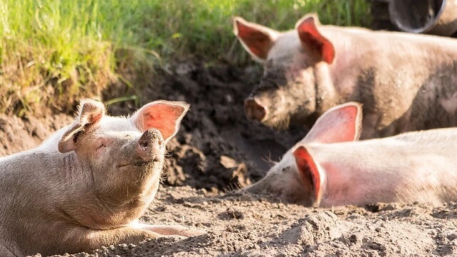 Nytt virus hittat hos grisar i Kina – kan leda till nästa pandemi
