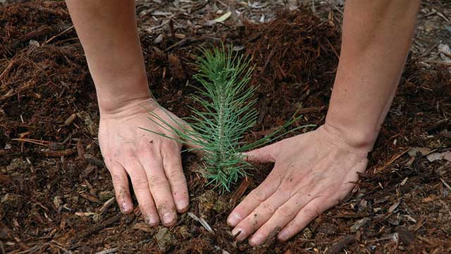 ”Klimatkompenserande” trädplantering humbug – leder tvärtom till ökade utsläpp