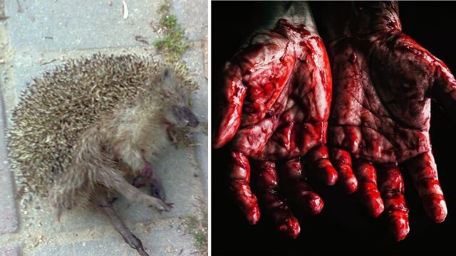 Försökte skydda igelkott som plågades – fick tänderna utslagna