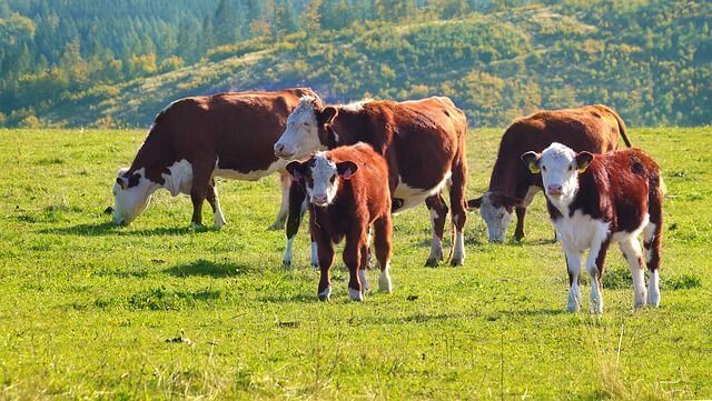Livsmedelsverket chockhöjer avgift – riskerar slå ut lokala mejerier