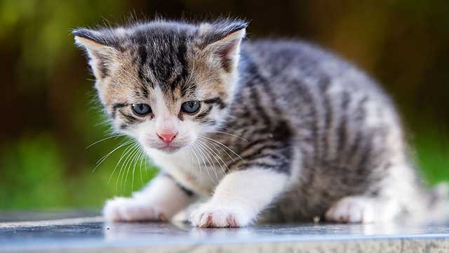 Hittade sin katt ihjälslagen på utegrillen – rubriceras endast som skadegörelse