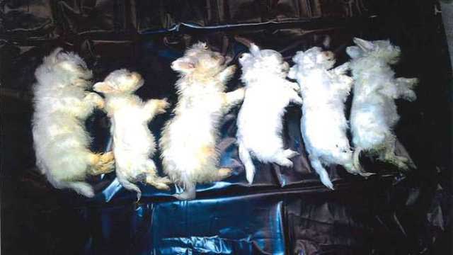 Rumänska valpsmugglare begärs häktade – djuren i så dåligt skick att de måste avlivas