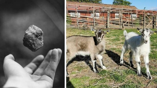 Getter stenas återkommande på 4H-gård – aggressiva föräldrar hotar personal