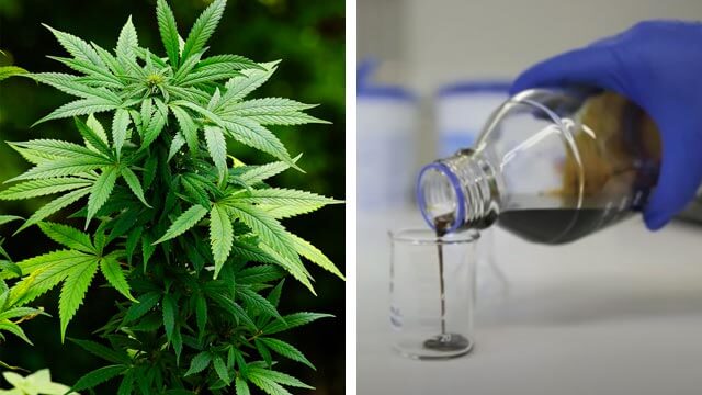 Franska regeringen godkänner gratis cannabis