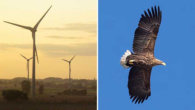 Hundratals havsörnar dödas av vindkraftverk – försök med målade rotorblad ska minska massdöden