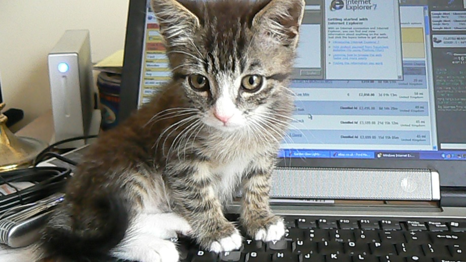 Husdjursägare vill kunna vabba för sina hundar och katter