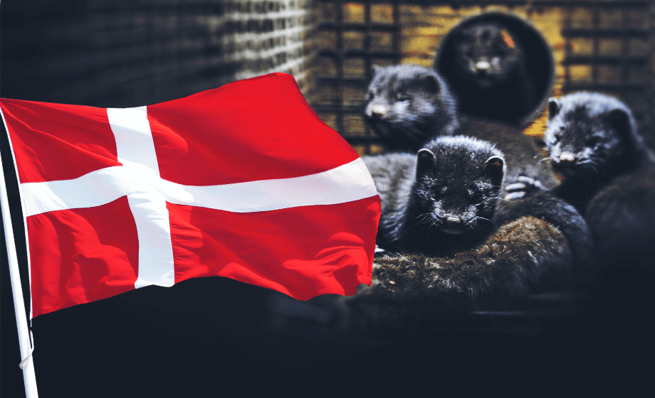 Muterad corona sprids bland djur – samtliga minkar i Danmark avlivas