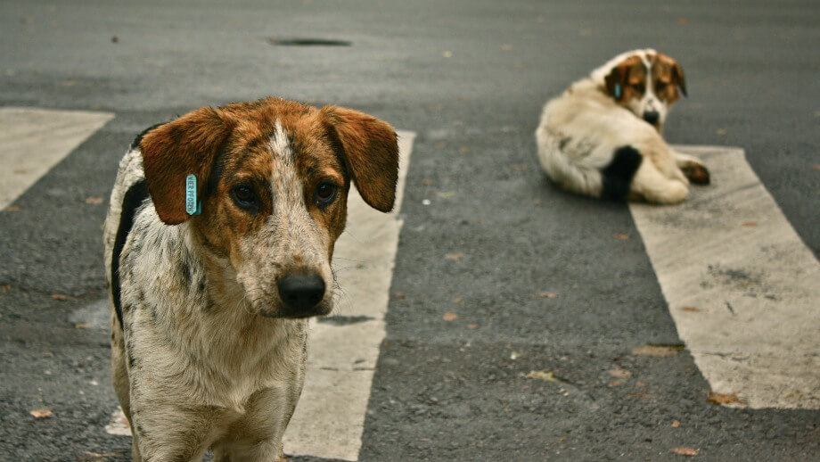 Adopterade gatuhundar hittades bland spyor och avföring