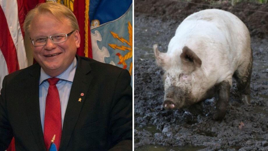 Försvarsminister Hultqvist: Sverigedemokraterna är grisar