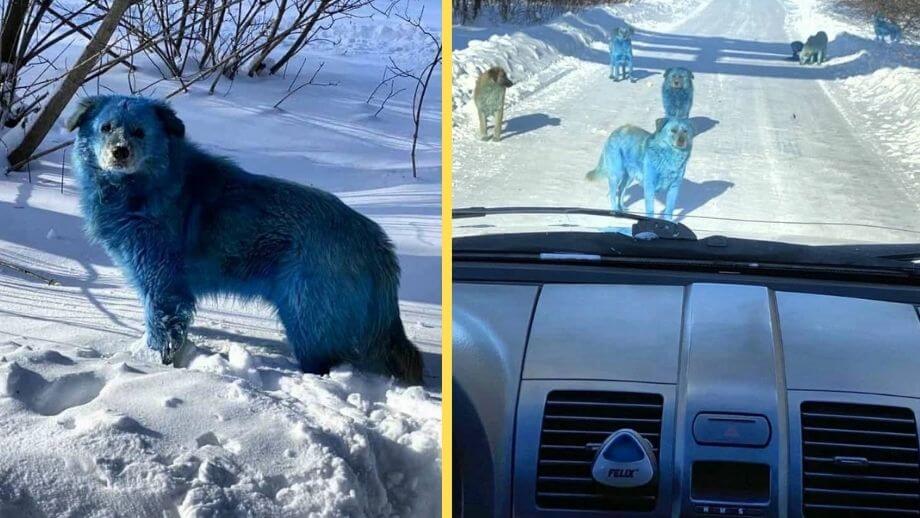 Blå hundar gäckar rysk stad