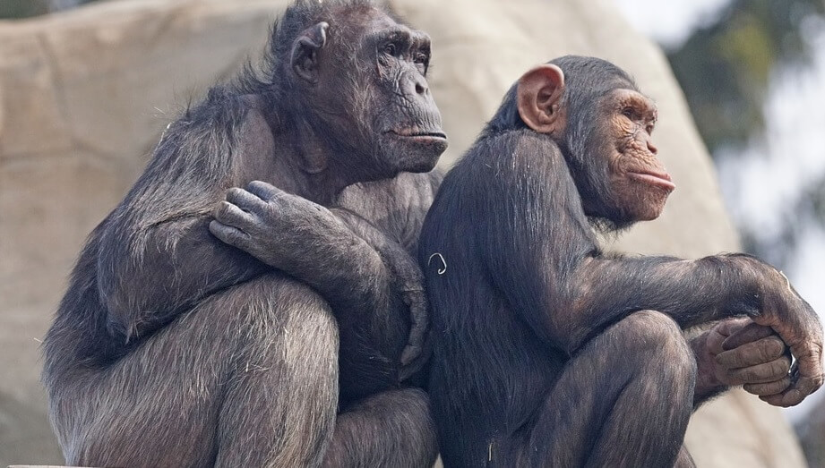 HIVs ursprung fastställt – hungrig soldat smittades av schimpans 1916