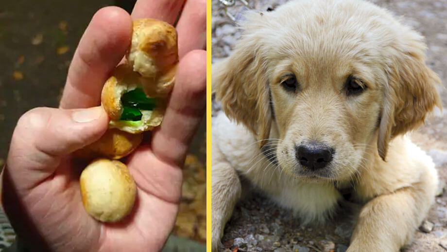 Nya glasattacker mot hundar i Malmö