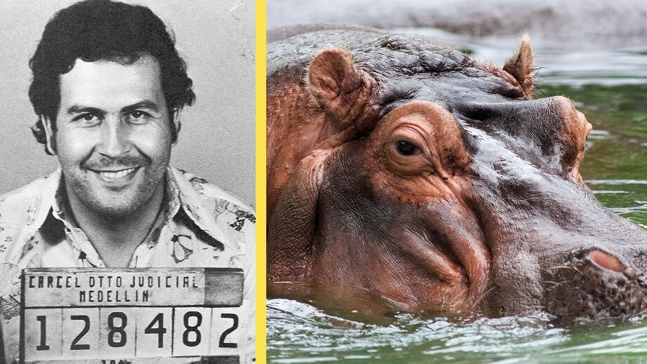 LARM: Kokainflodhästar tar över Colombia – måste skjutas