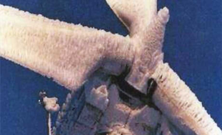 Hälften av Texas vindkraftverk frös fast under köldknäpp