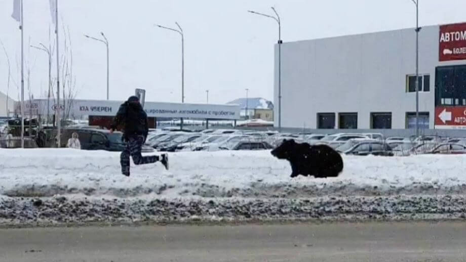 VIDEO: Björn attackerar fotgängare i rysk stad – blir påkörd av buss