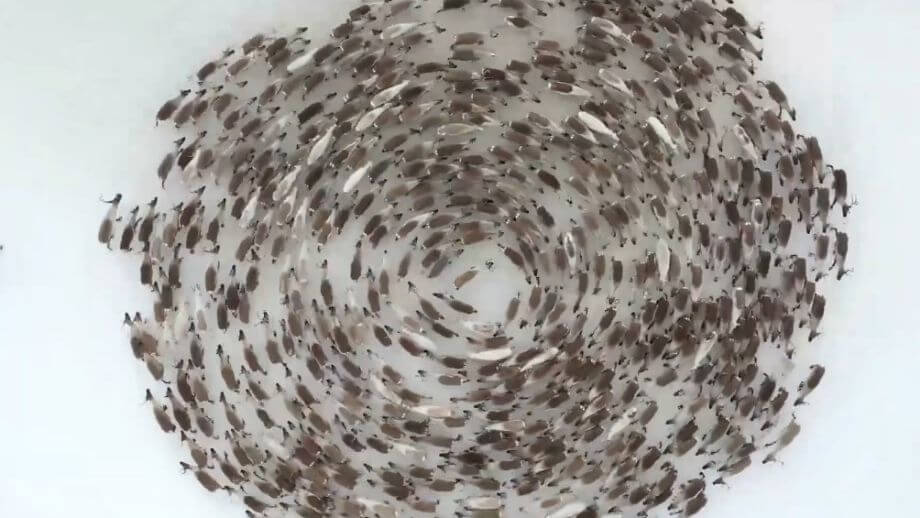 Renarnas hypnotiska dans fångad på bild – vill skydda varandra