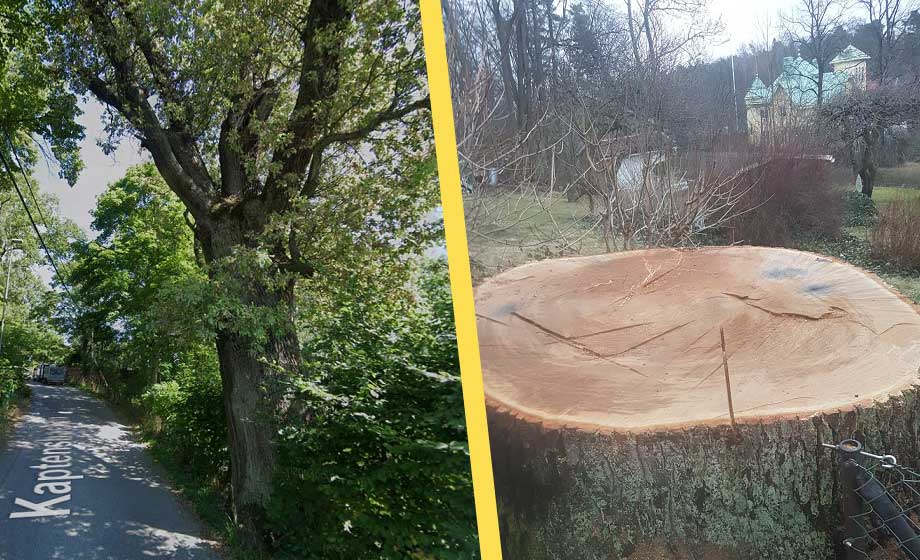 Kommun sågade ned 300-årig ek på privat tomt