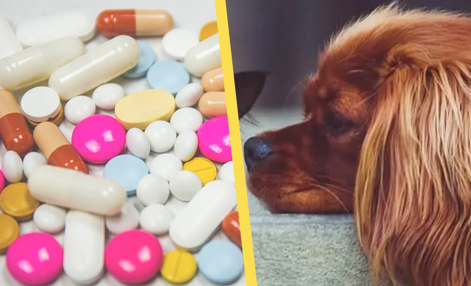 Antidepressiva för husdjur slår rekord