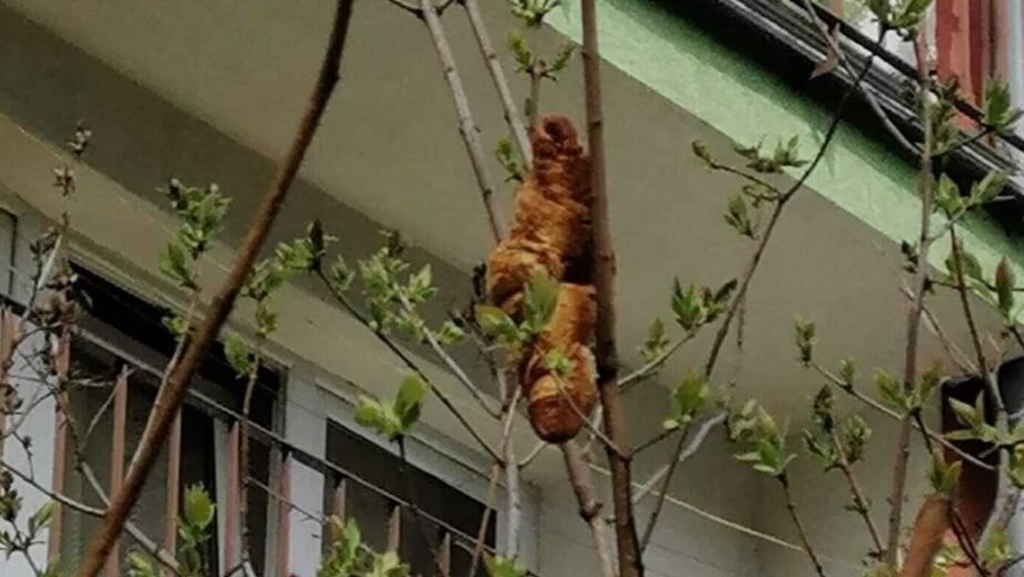 ”Folk öppnar inte fönster så att den här varelsen inte ska slinka in i hemmet”