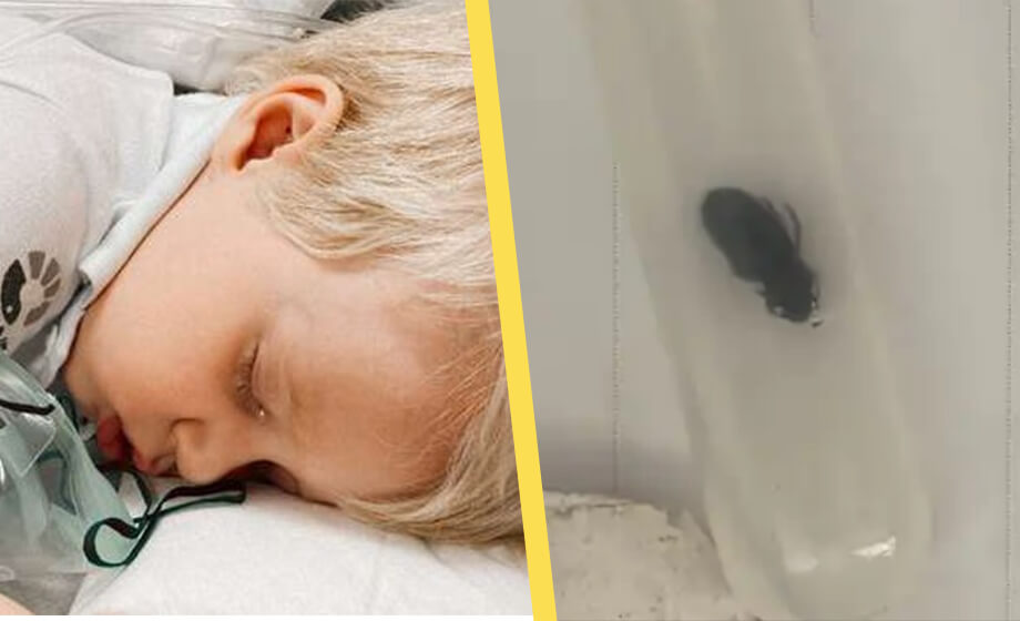 Död skalbagge satt i örat i ett år – sjukvården kunde inte hjälpa
