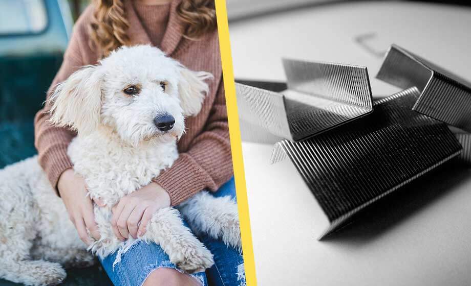 Nya hundfällor i Malmö – köttbullar med häftklamrar