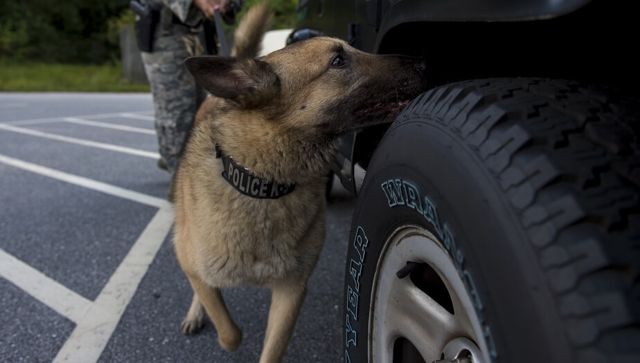 Brist på hundar i hela landet ger tullen problem