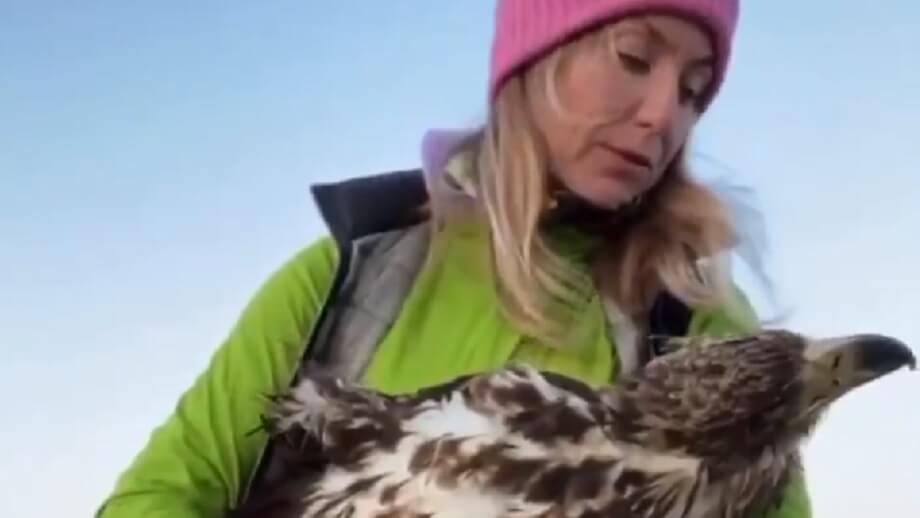 Rovfåglar offras när vindkraftverken byggs ut