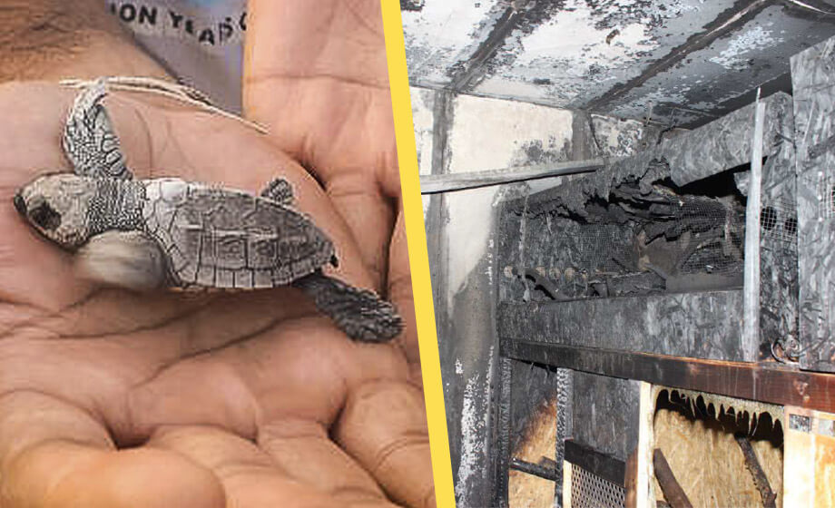 Tusen djur dog när illegal djurhandel brann – nu åtalas man i Borås